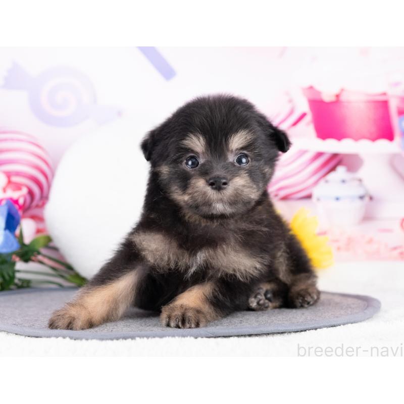 販売中の岐阜県のポメプー:ポメラニアン×トイプードル-418644の2枚目