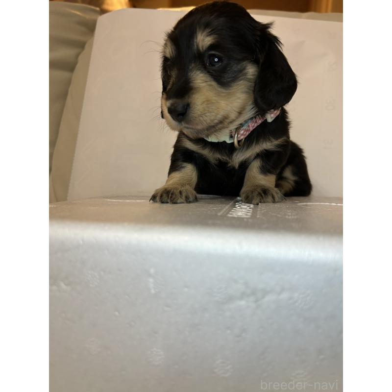 販売中の群馬県のミニチュアダックスフンド(ロングヘアード)-440345の7枚目