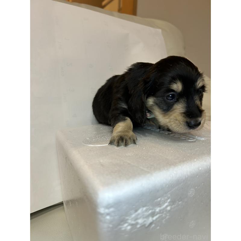 販売中の群馬県のミニチュアダックスフンド(ロングヘアード)-440345の6枚目