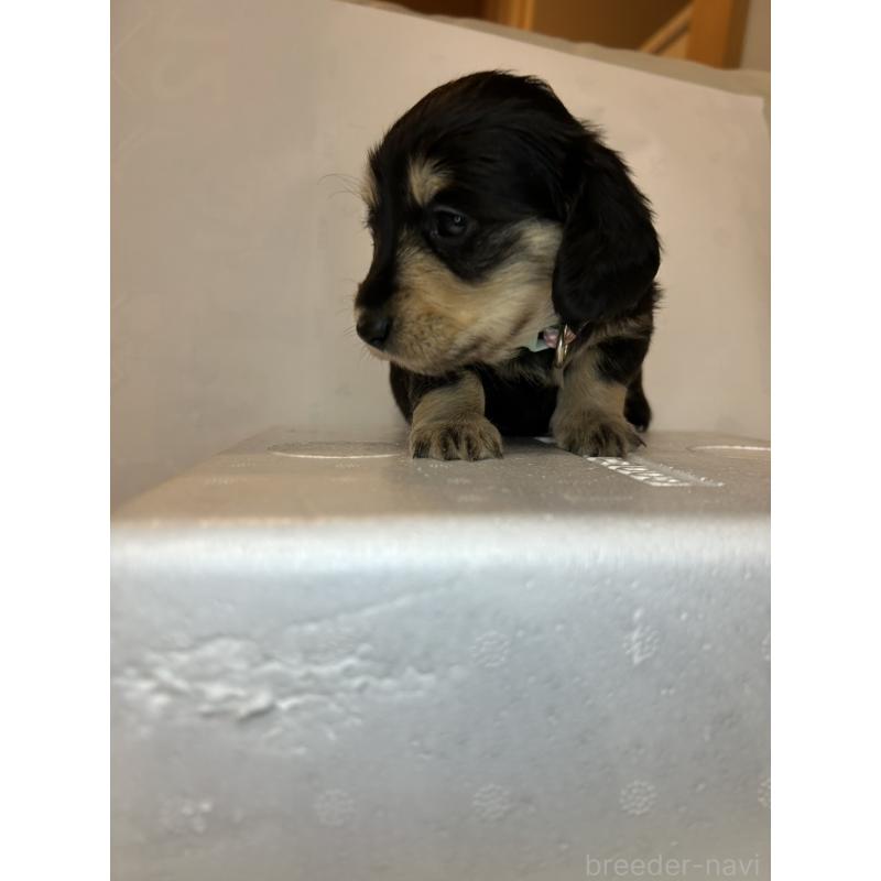 販売中の群馬県のミニチュアダックスフンド(ロングヘアード)-440345の5枚目