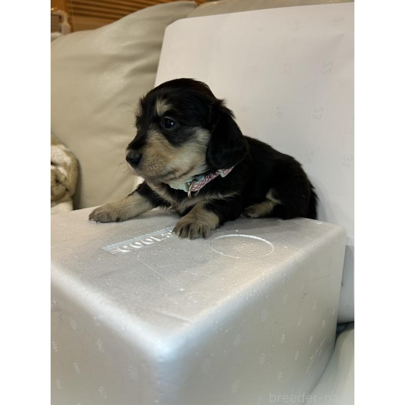 販売中の群馬県のミニチュアダックスフンド(ロングヘアード)-440345の4枚目