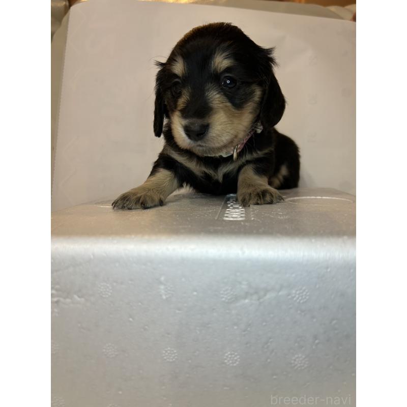 販売中の群馬県のミニチュアダックスフンド(ロングヘアード)-440345