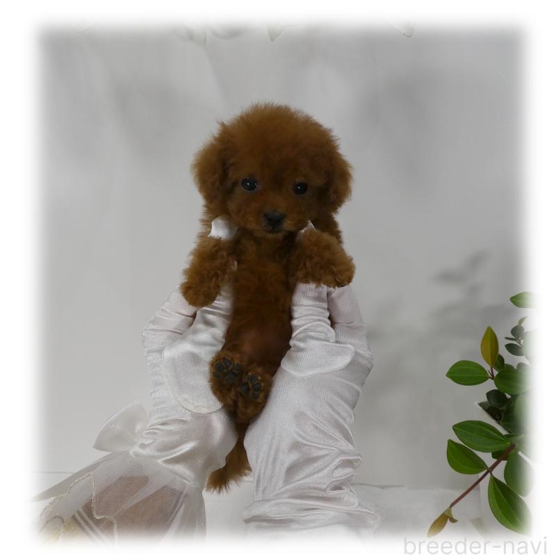 販売中の埼玉県のティーカッププードル-440347の9枚目