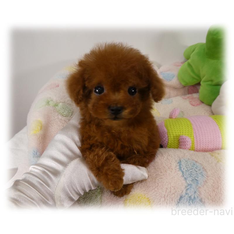 販売中の埼玉県のティーカッププードル-440347の4枚目