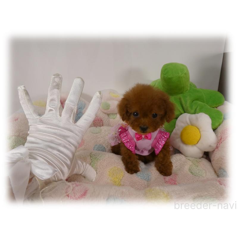 販売中の埼玉県のティーカッププードル-440347の3枚目