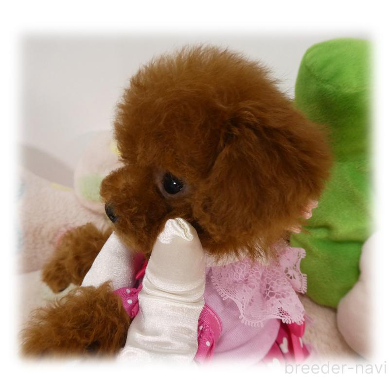 販売中の埼玉県のティーカッププードル-440347の2枚目