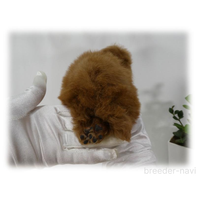 販売中の埼玉県のティーカッププードル-440348の10枚目