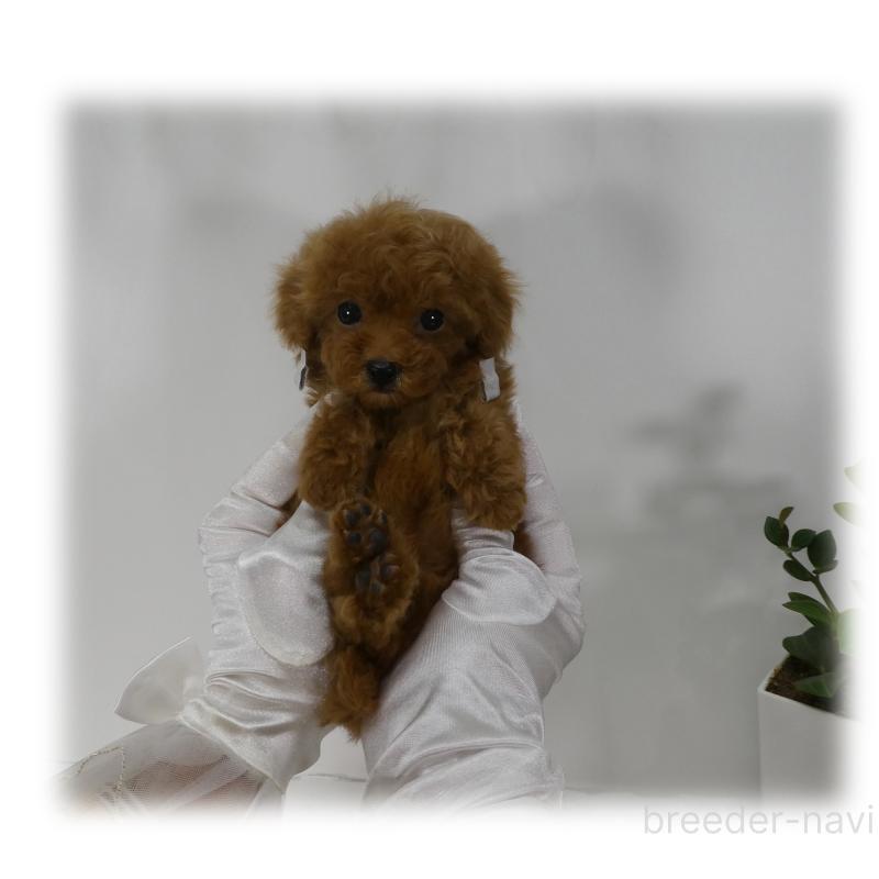 販売中の埼玉県のティーカッププードル-440348の9枚目