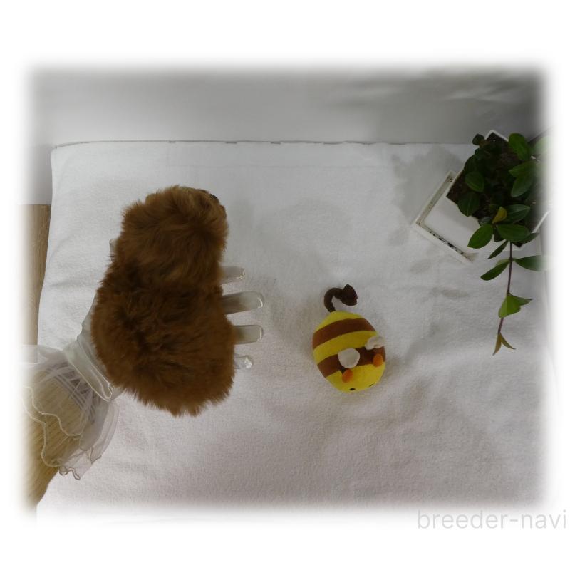 販売中の埼玉県のティーカッププードル-440348の6枚目