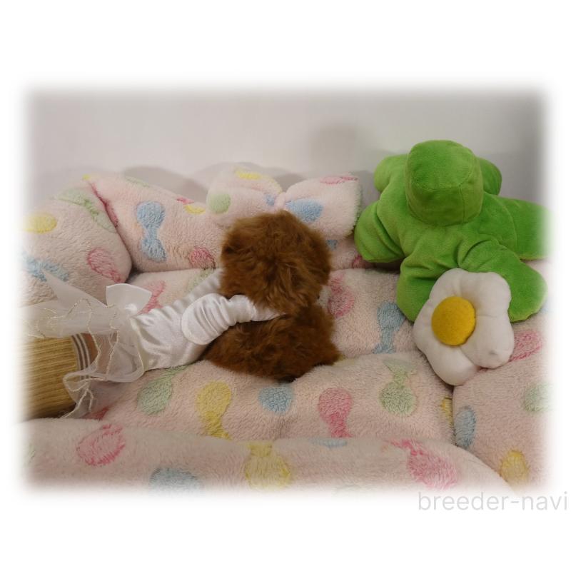 販売中の埼玉県のティーカッププードル-440348の5枚目