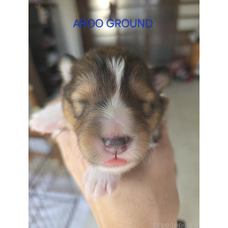 商談中の広島県のシェットランドシープドッグ(シェルティ)-439303の33枚目