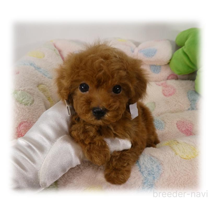 販売中の埼玉県のティーカッププードル-440348の4枚目