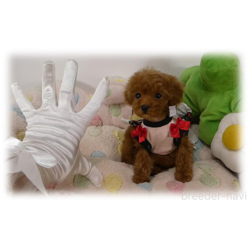 販売中の埼玉県のティーカッププードル-440348の3枚目