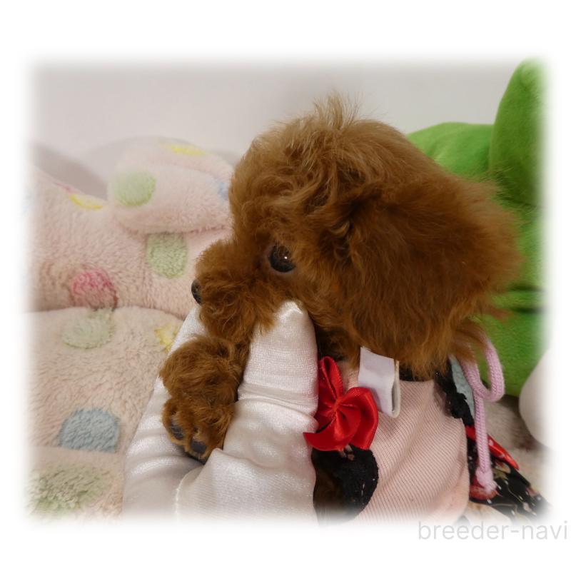 販売中の埼玉県のティーカッププードル-440348の2枚目