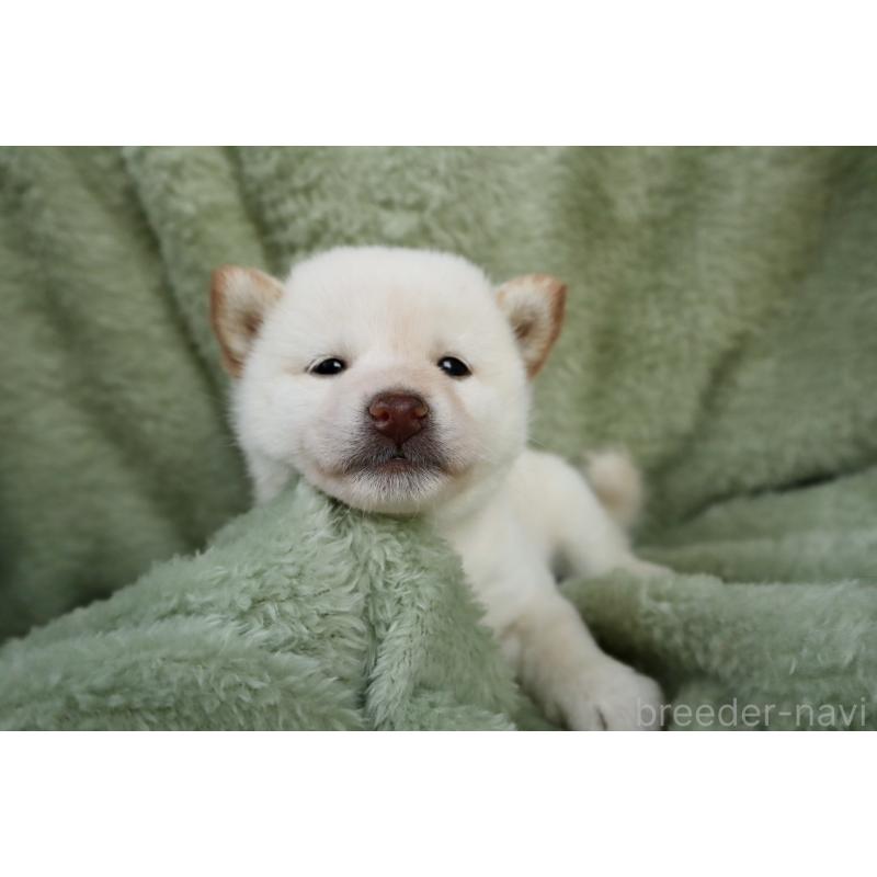 販売中の東京都の柴犬-440353の4枚目