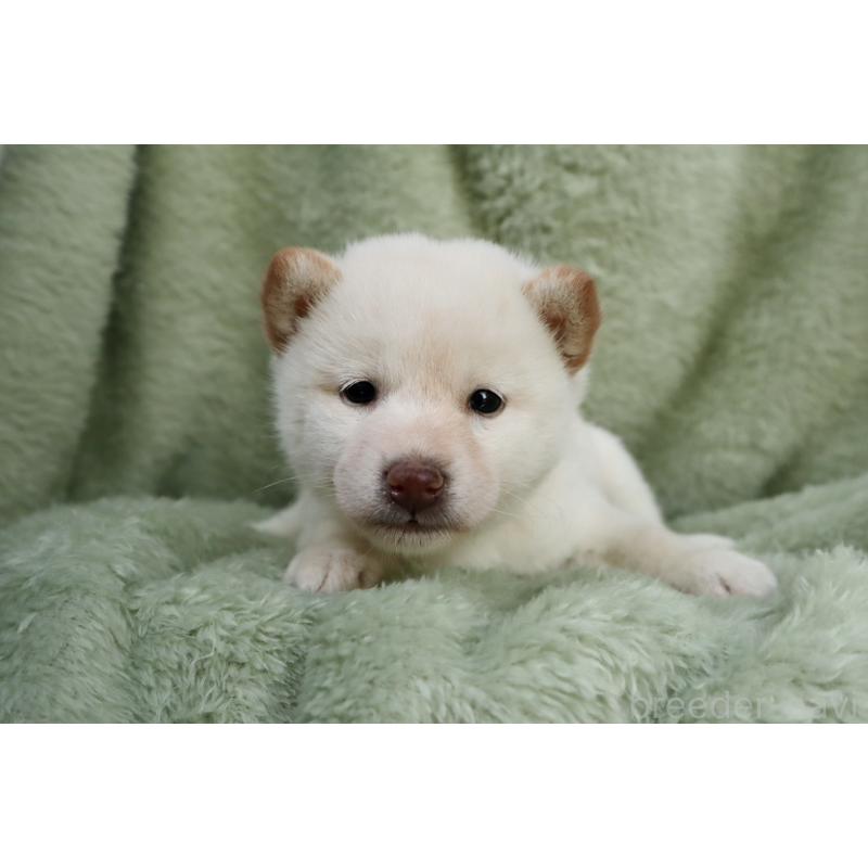 販売中の東京都の柴犬-440353の3枚目