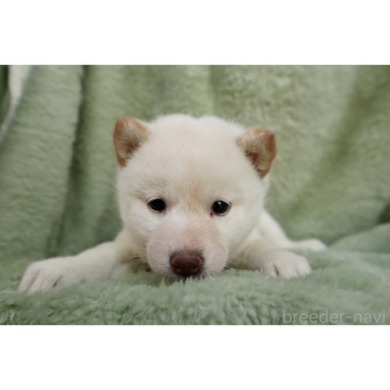 販売中の東京都の柴犬-440353の2枚目