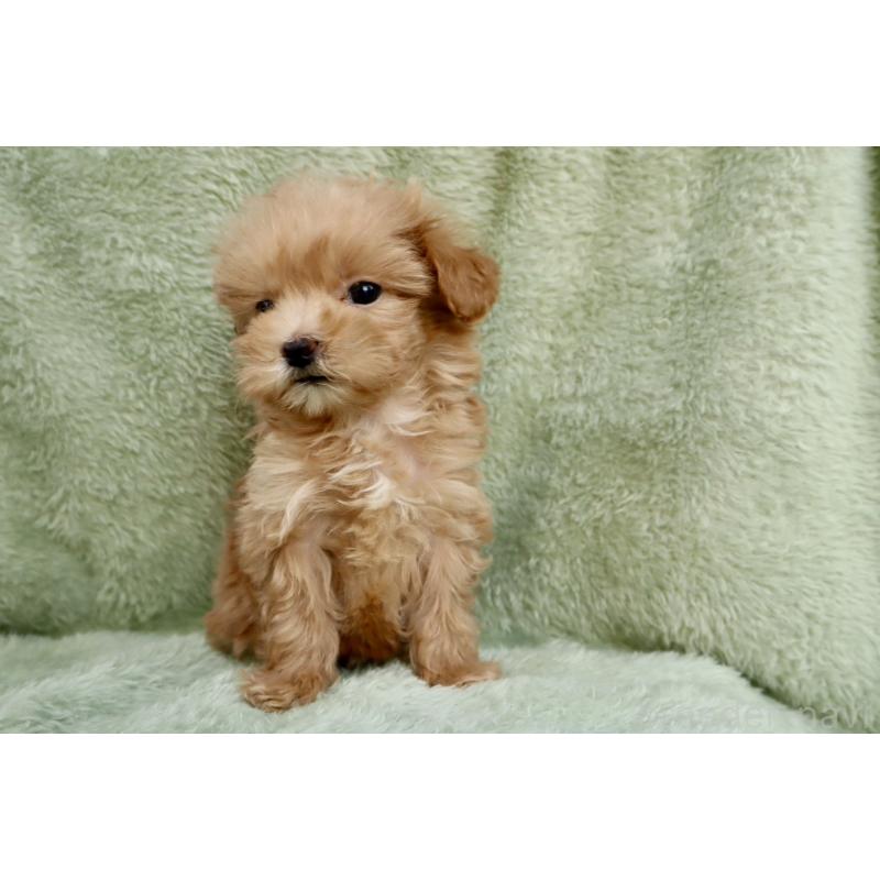 販売中の東京都のマルプー:マルチーズ×トイプードル-440354の4枚目