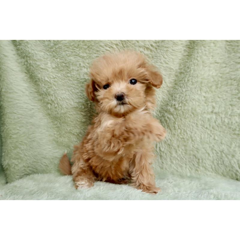 販売中の東京都のマルプー:マルチーズ×トイプードル-440354の3枚目