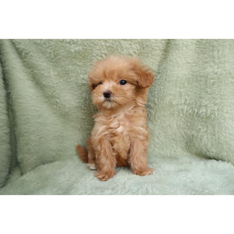 販売中の東京都のマルプー:マルチーズ×トイプードル-440354の2枚目