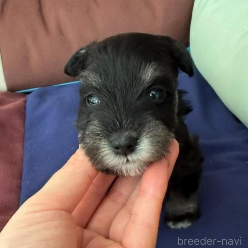 販売中の静岡県のミニチュアシュナウザー-440357の8枚目