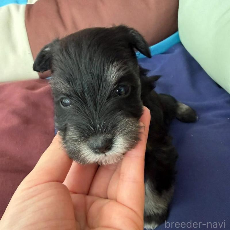 販売中の静岡県のミニチュアシュナウザー-440357の7枚目