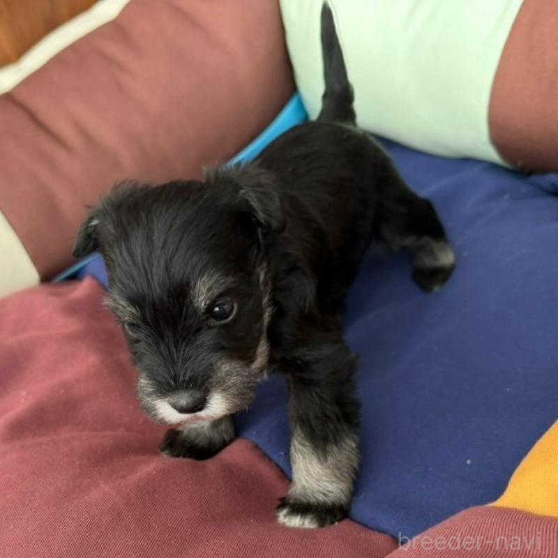 販売中の静岡県のミニチュアシュナウザー-440357の6枚目