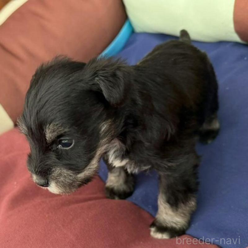 販売中の静岡県のミニチュアシュナウザー-440357の5枚目