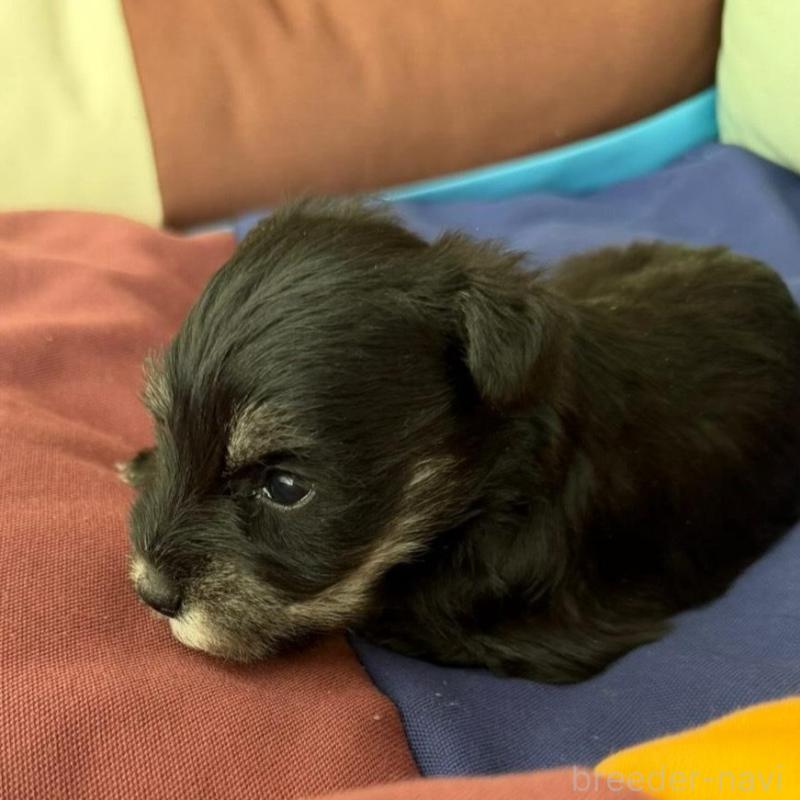 販売中の静岡県のミニチュアシュナウザー-440357の4枚目