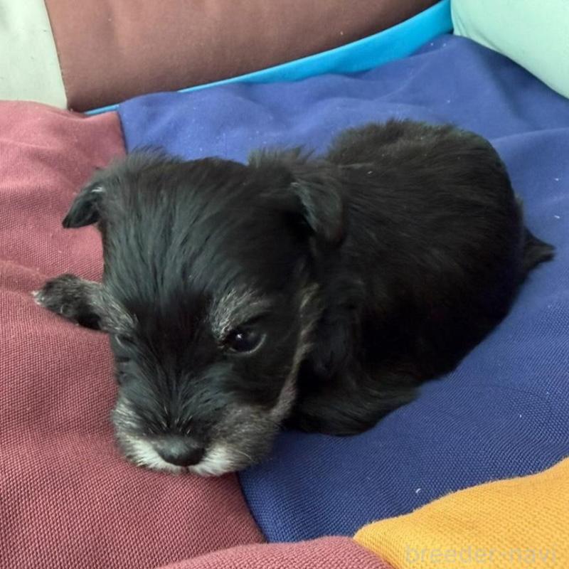 販売中の静岡県のミニチュアシュナウザー-440357の3枚目