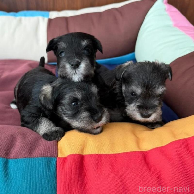 販売中の静岡県のミニチュアシュナウザー-440357の2枚目