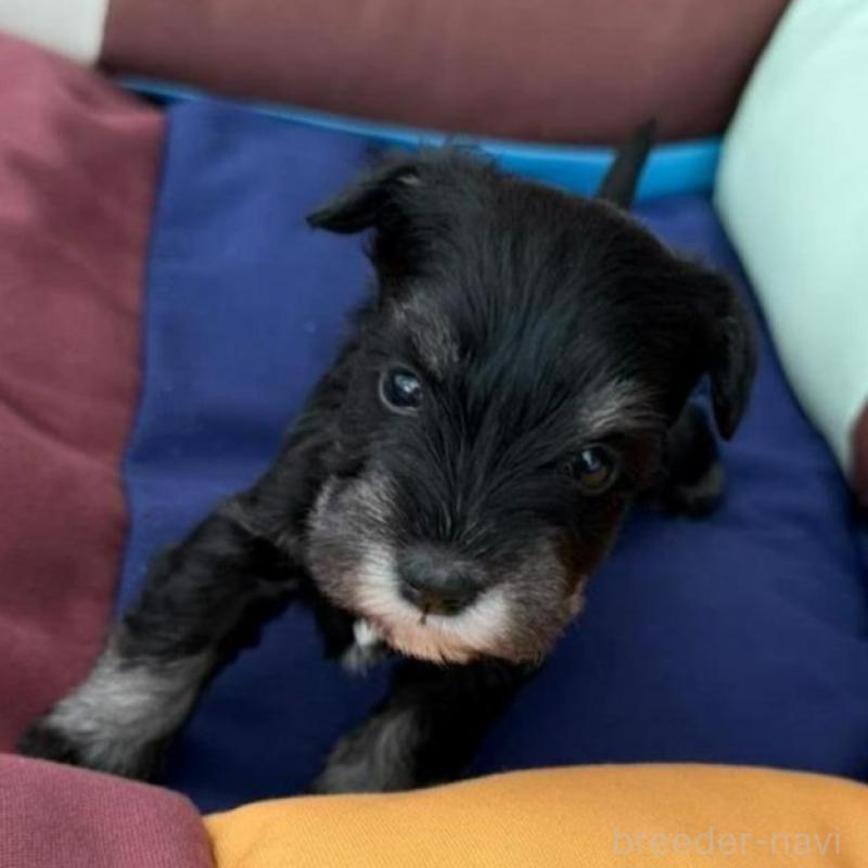 販売中の静岡県のミニチュアシュナウザー-440357の1枚目