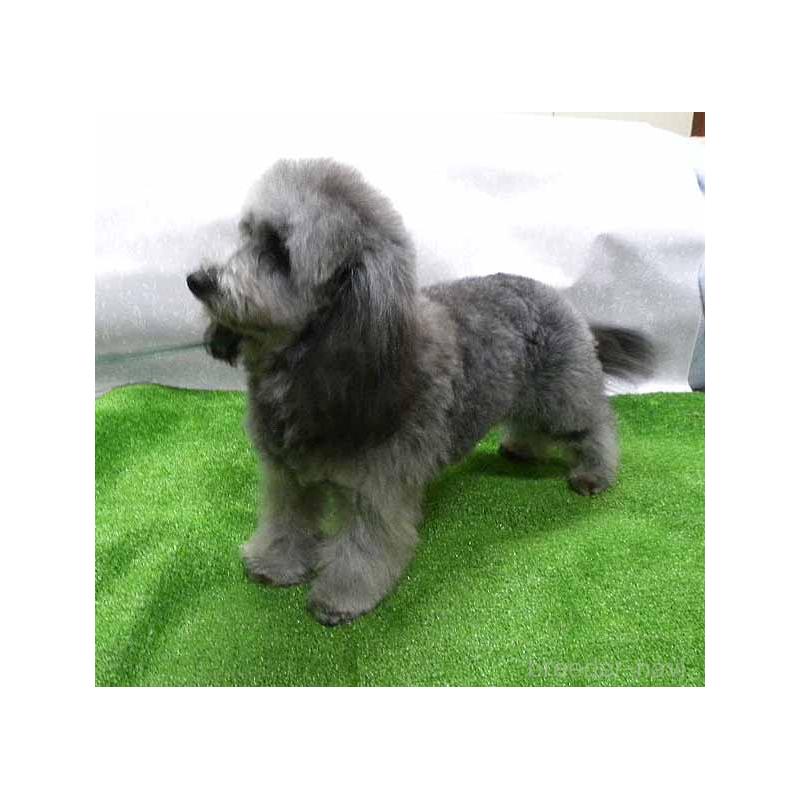 成約済の群馬県のミックス犬-354881の6枚目