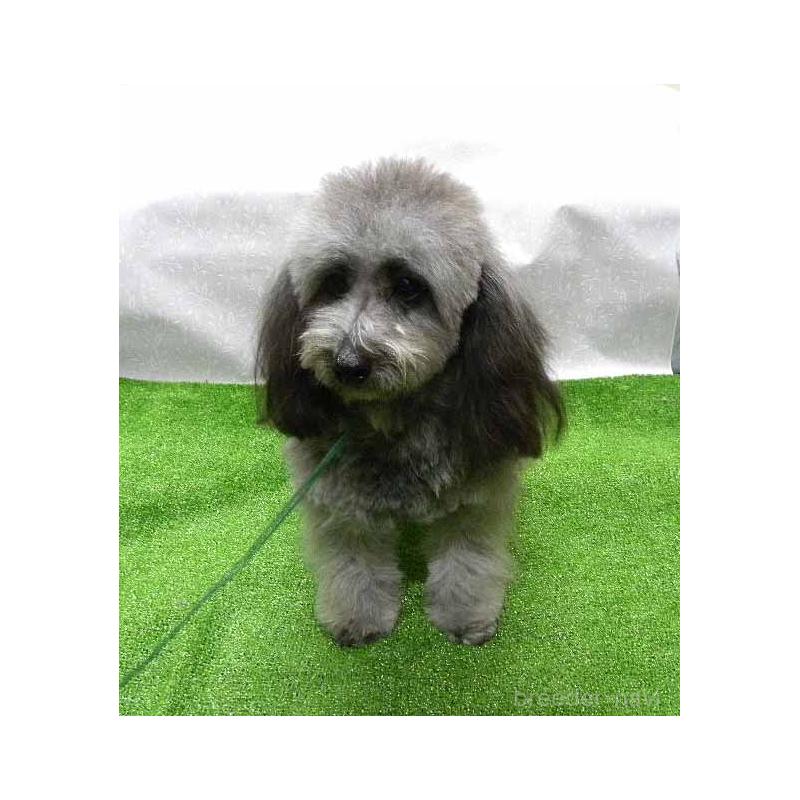 成約済の群馬県のミックス犬-354881の5枚目