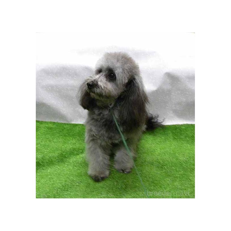 成約済の群馬県のミックス犬-354881の4枚目