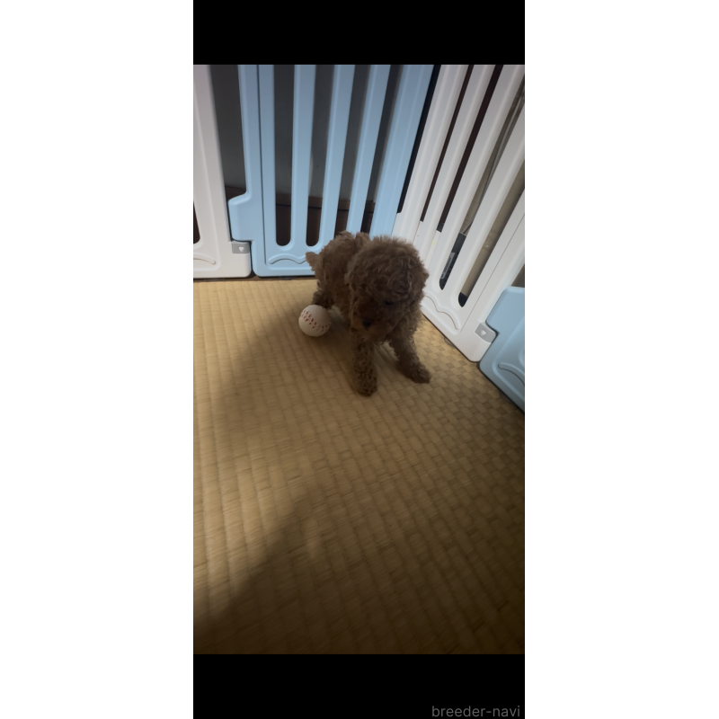 販売中の茨城県のティーカッププードル-440358の2枚目