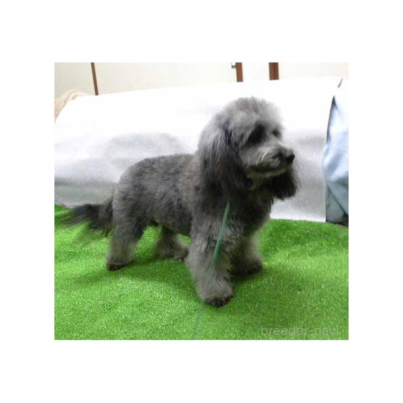 成約済の群馬県のミックス犬-354881の3枚目