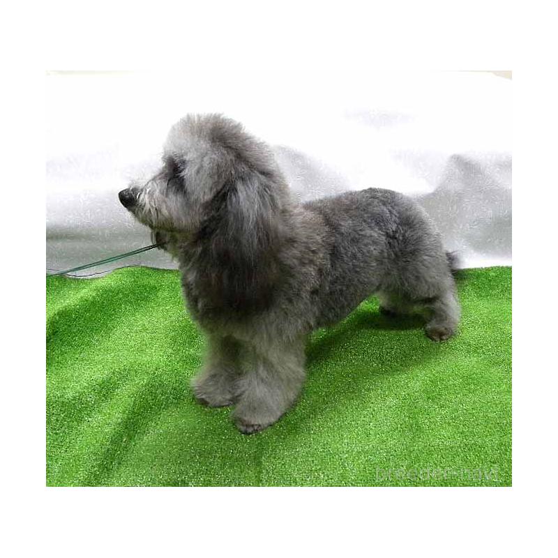 成約済の群馬県のミックス犬-354881の2枚目