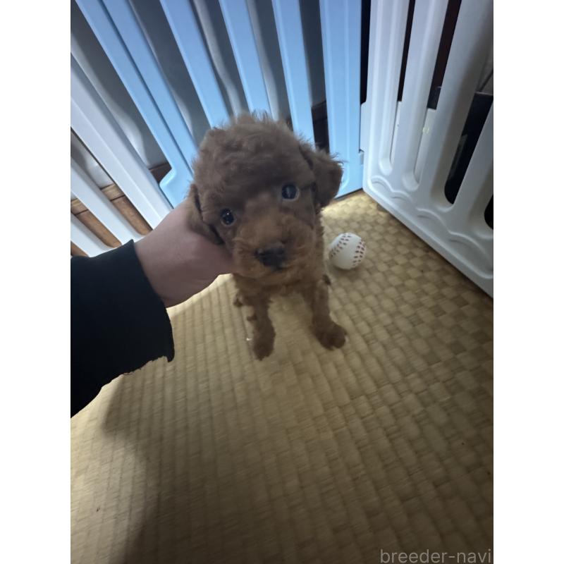 販売中の茨城県のティーカッププードル-440359の2枚目