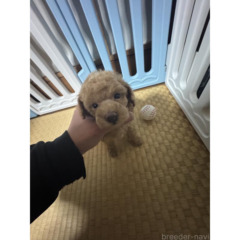 販売中の茨城県のティーカッププードル-440360の3枚目