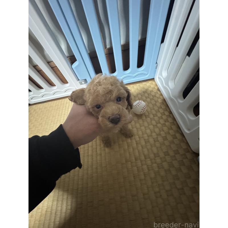 販売中の茨城県のティーカッププードル-440360の2枚目