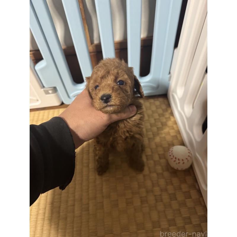 販売中の茨城県のティーカッププードル-440361の3枚目