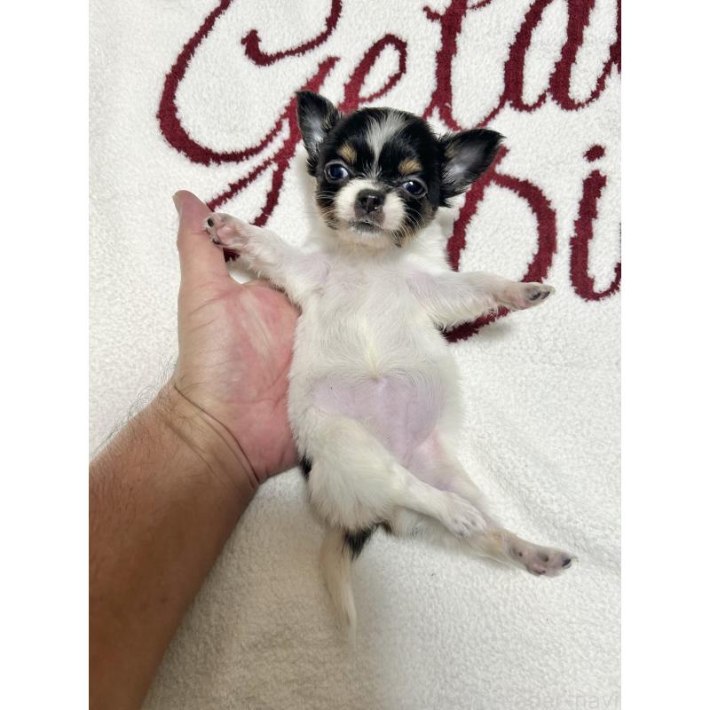 販売中の埼玉県のチワワ(ロングコート)-440362