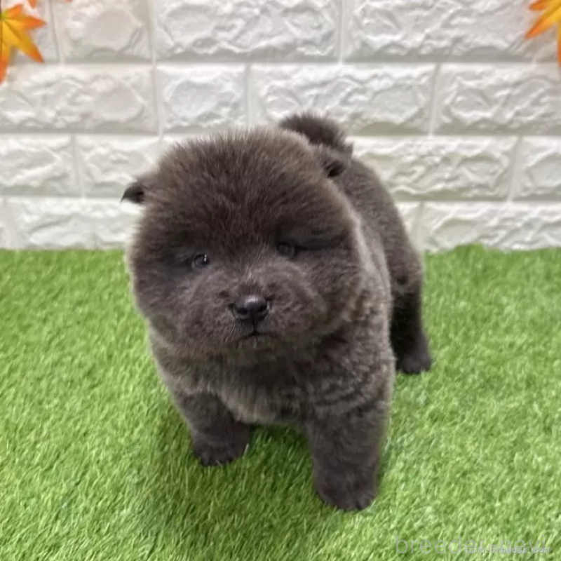 販売中の愛知県のチャウチャウ-436972