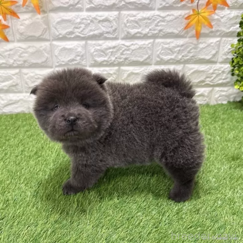 販売中の愛知県のチャウチャウ-436972の5枚目