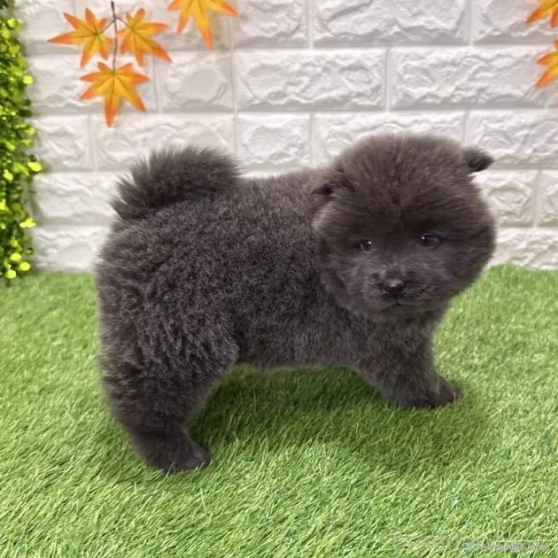 販売中の愛知県のチャウチャウ-436972の4枚目