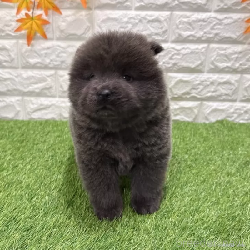 販売中の愛知県のチャウチャウ-436972の3枚目