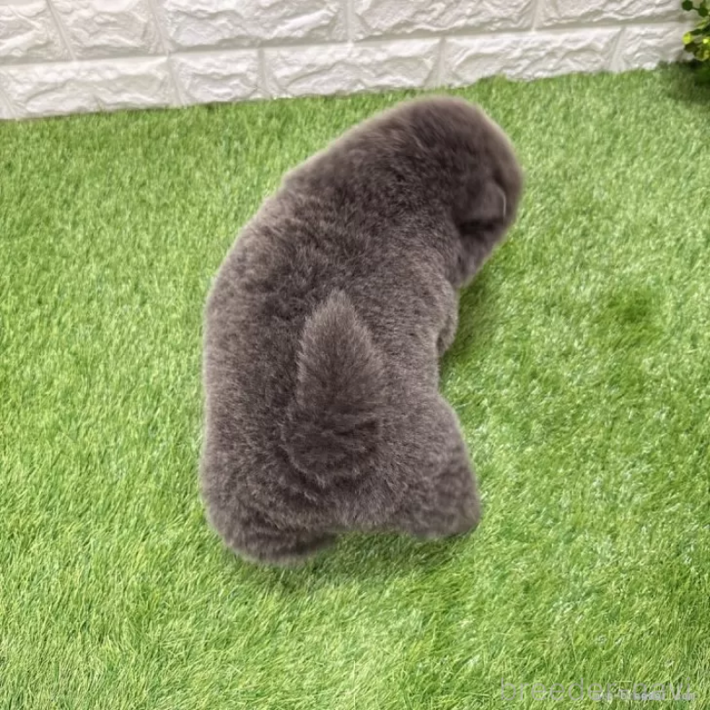 販売中の愛知県のチャウチャウ-436972の2枚目