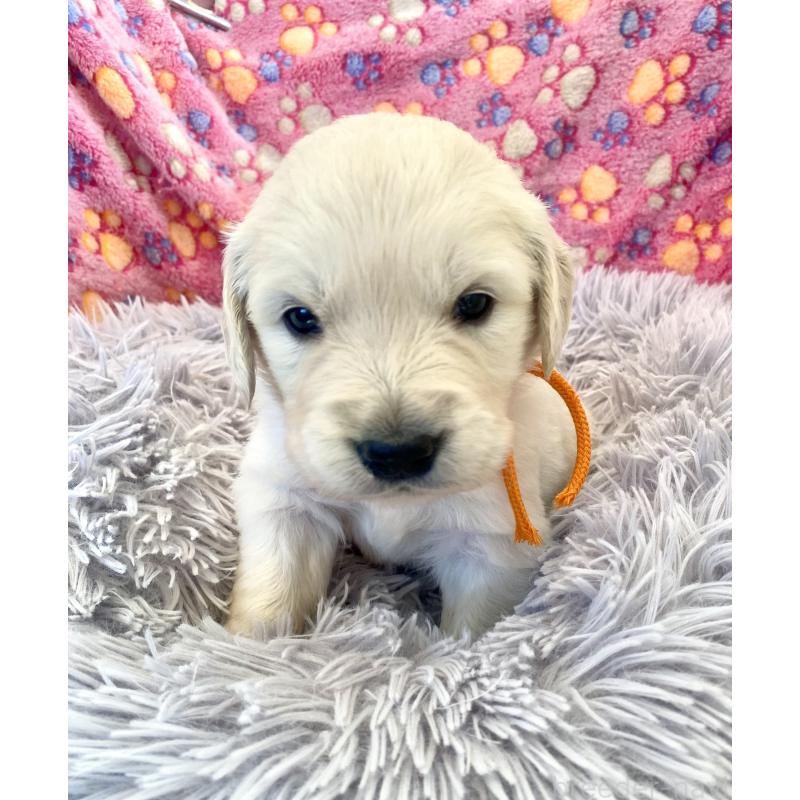 販売中の東京都のゴールデンレトリーバー-440363の8枚目