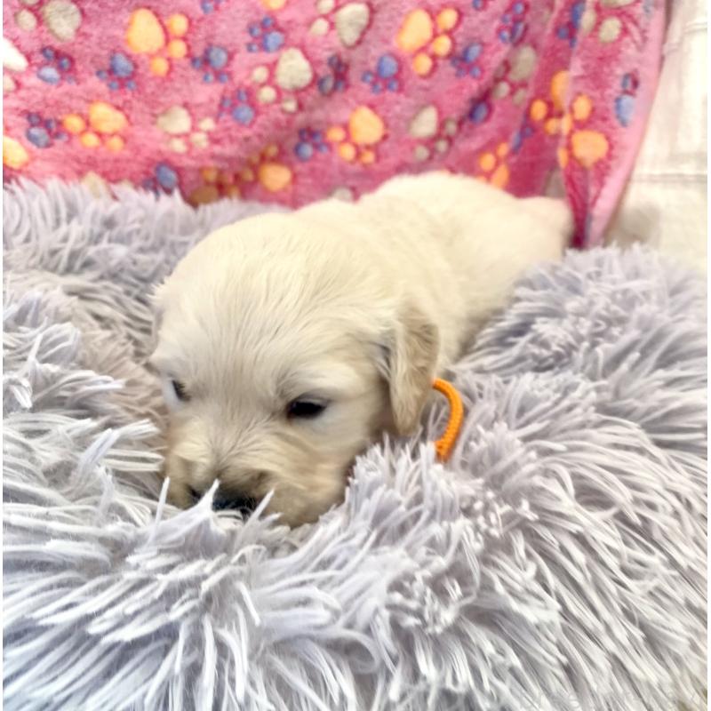 販売中の東京都のゴールデンレトリーバー-440363の7枚目